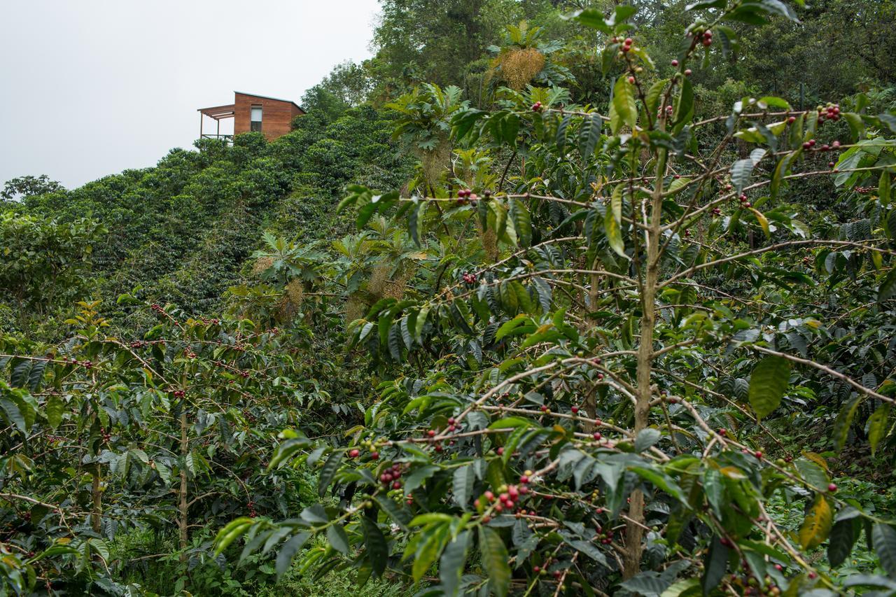 Zipacon Coffee & Adventure Hotel By La Palma Y El Tucan מראה חיצוני תמונה